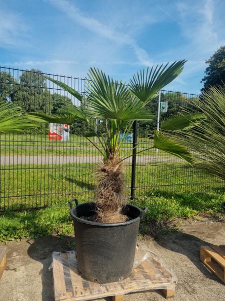 Hanfpalme-Trachycarpus-Wagnerianus-243
