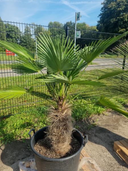 Winterharte Trachycarpus Wagnerianus Hanfpalme 155 cm ↑ genau diesen im Bild ↑ Nr.243