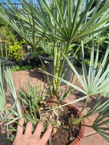 Chamaerops cerifera blaue zwergpalme 80 cm Nr.2