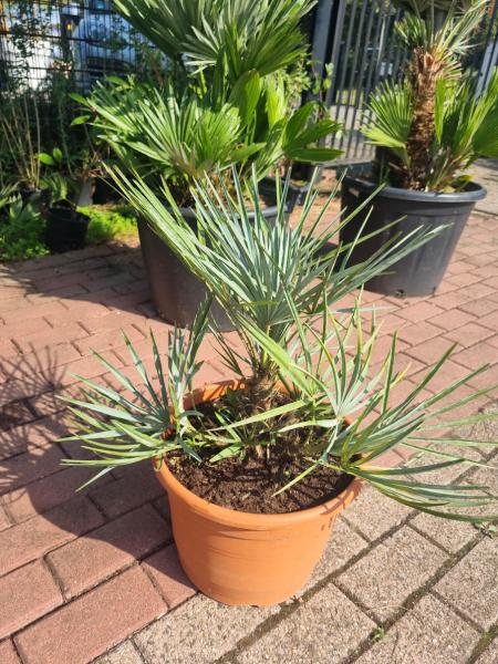 Chamaerops-cerifera-3