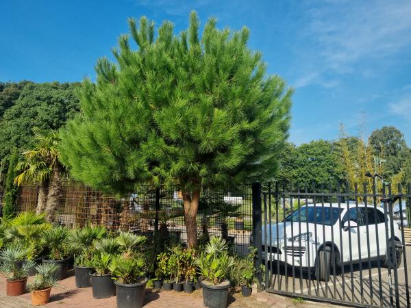 Pinus Pinea NRW kaufen - www.plantaplaza.de