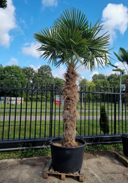 Trachycarpus-Fortunei-248