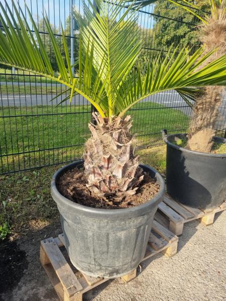 Honigpalme-Jubaea-Chilensis-2