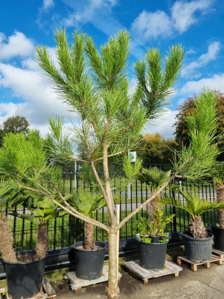 Pinus pinea 230 cm Mittelmeer - Schirmpinie - genau diesen im Bild Nr.11