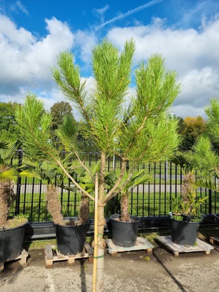 Pinus pinea 240 cm Mittelmeer - Schirmpinie - genau diesen im Bild Nr.12
