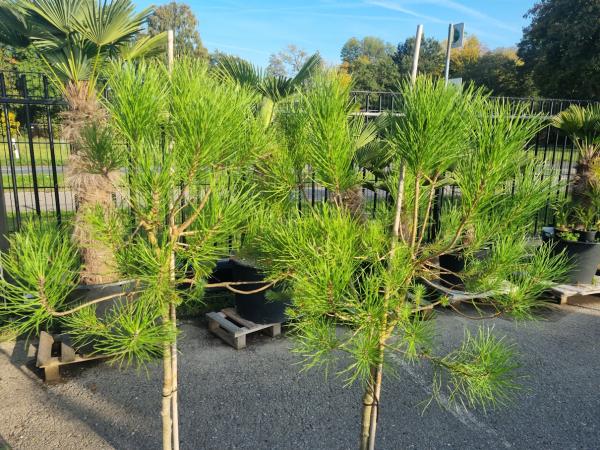 Pinus Pinea in NRW kaufen - www.plantaplaza.de Pinus Pinea in NRW kaufen - www.plantaplaza.de