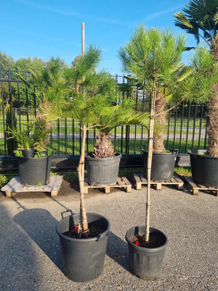 2x-Pinus-Pinea-16