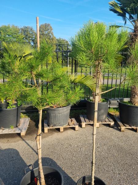 2 Stück Pinus pinea bis 185 cm Mittelmeer - Schirmpinie.