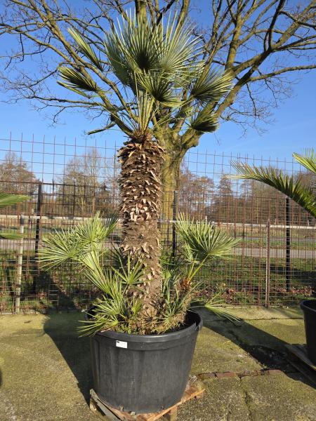 Chamaerops Cerifera Zwergpalme 280cm - genau diesen im Bild Nr.C3