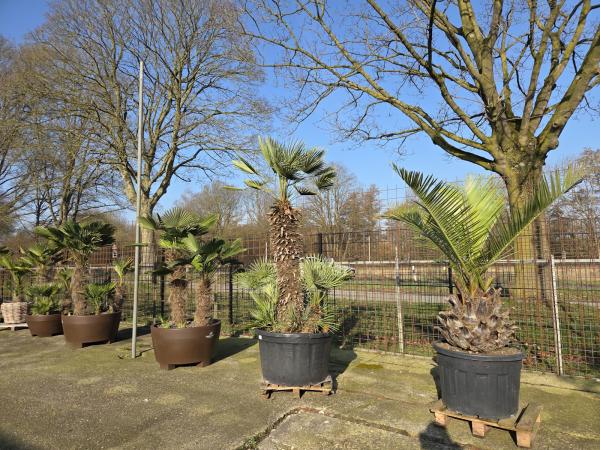 Chamaerops Cerifera Zwergpalme 280cm - genau diesen im Bild Nr.C3