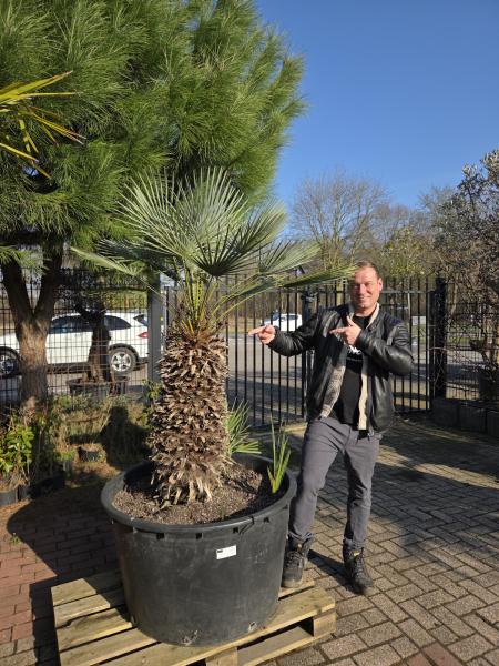 Chamaerops-Cerifera-2