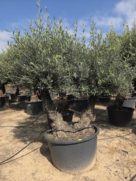 DIE NEUEN OLIVENBÄUME SIND AB DEM 16/17.03 WIEDER HIER ONLINE VERFÜGBAR.