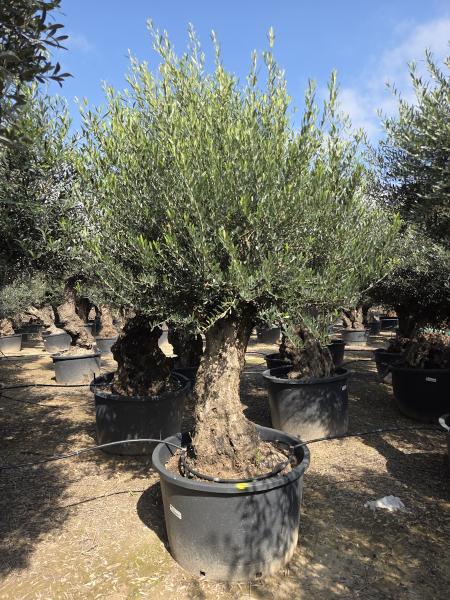 DIE NEUEN OLIVENBÄUME SIND AB DEM 16/17.03 WIEDER HIER ONLINE VERFÜGBAR.