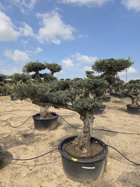 DIE NEUEN OLIVENBÄUME SIND AB DEM 16/17.03 WIEDER HIER ONLINE VERFÜGBAR.