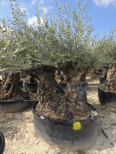 DIE NEUEN OLIVENBÄUME SIND AB DEM 16/17.03 WIEDER HIER ONLINE VERFÜGBAR.