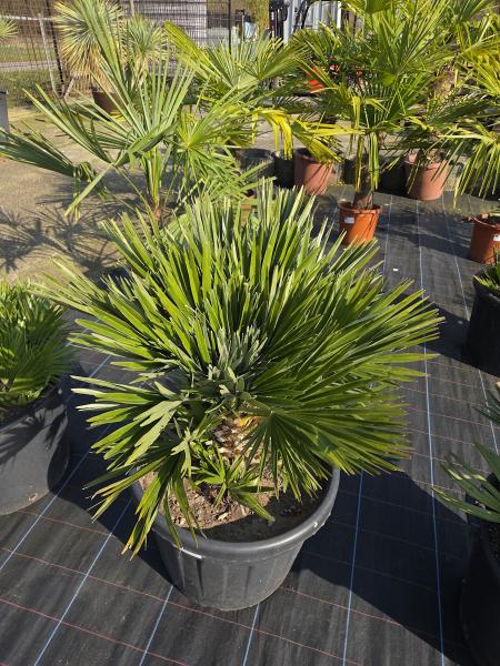 Chamaerops Vulcano zwergpalme 110 cm Nr.V1
