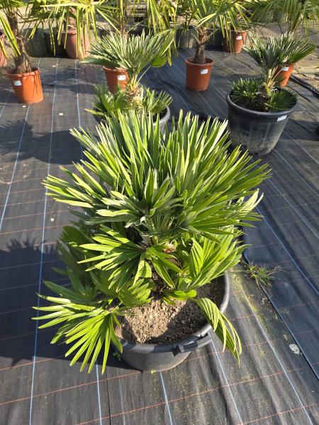 Chamaerops Vulcano zwergpalme 95 cm Nr.V2