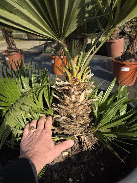 Chamaerops Vulcano zwergpalme 85 cm Nr.V3