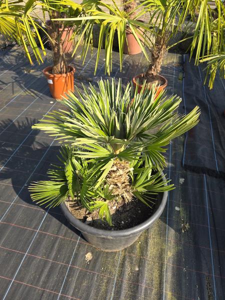 Chamaerops Vulcano zwergpalme 85 cm Nr.V3