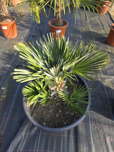 Chamaerops Vulcano zwergpalme 85 cm Nr.V4