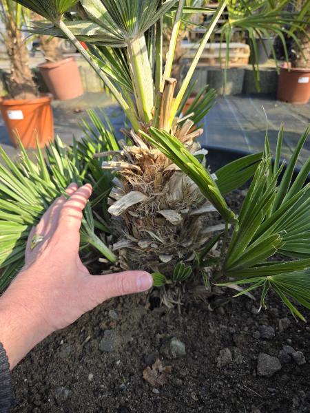 Chamaerops Vulcano zwergpalme 85 cm Nr.V4