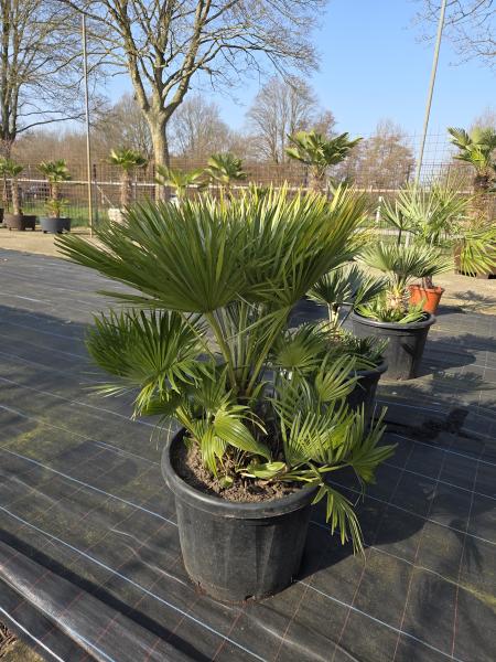 Chamaerops-Vulcano-V5