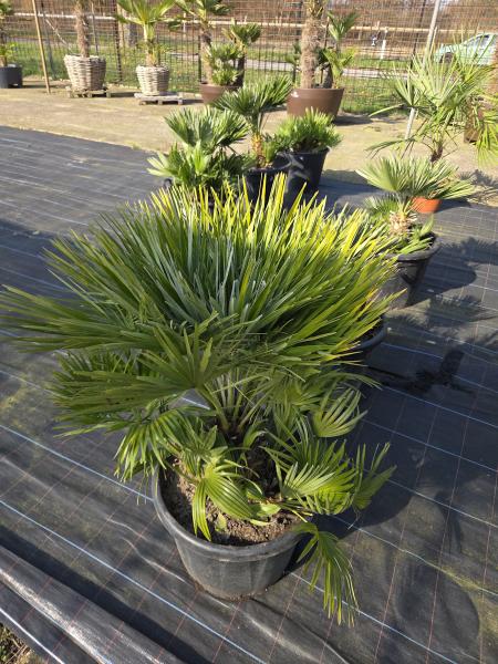 Chamaerops Vulcano zwergpalme 110 cm Nr.V5