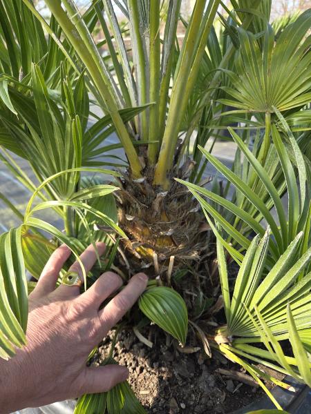 Chamaerops Vulcano zwergpalme 110 cm Nr.V5