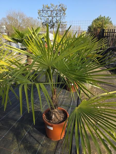 Trachycarpus-Fortunei-K1