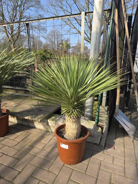 Yucca-Rostrata-1