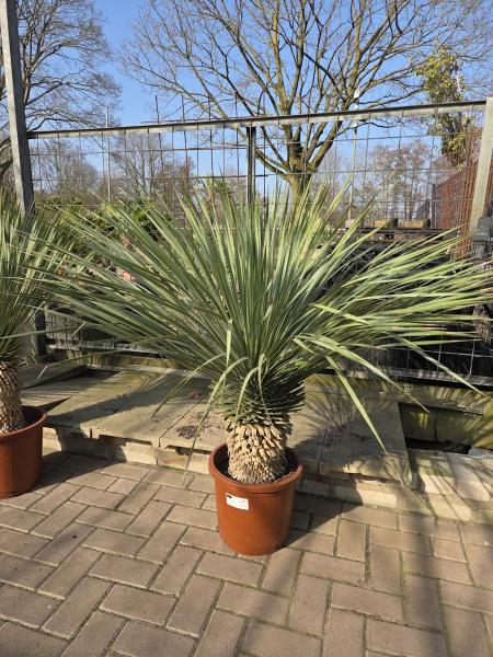 Yucca-Rostrata-2