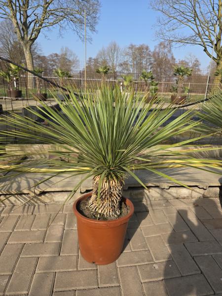 Yucca-Rostrata-15
