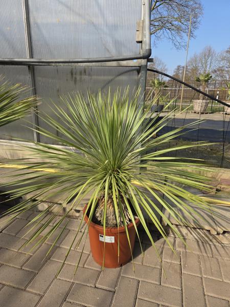 Yucca-Rostrata-16