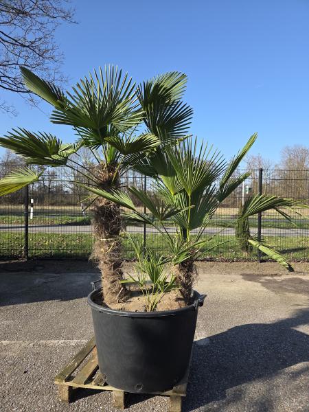 Hanfpalme-Trachycarpus-Wagnerianus-2