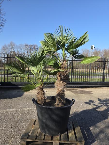 Hanfpalme-Trachycarpus-Wagnerianus-3