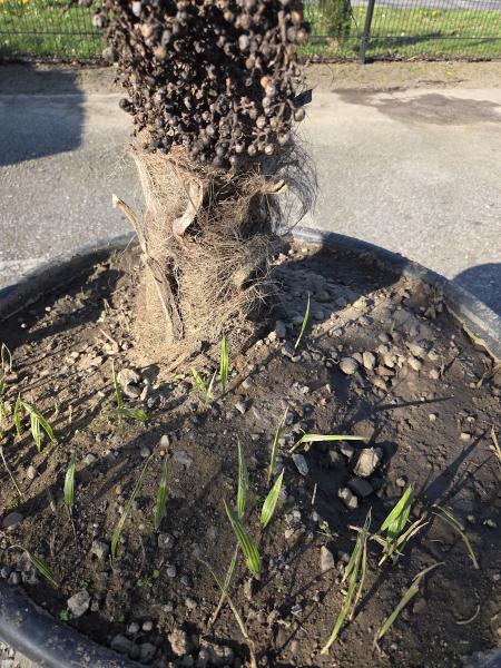 Winterharte Hanfpalme Trachycarpus - weibliche Wagnerianus 200 cm ↑ genau diesen im Bild ↑ Nr.7