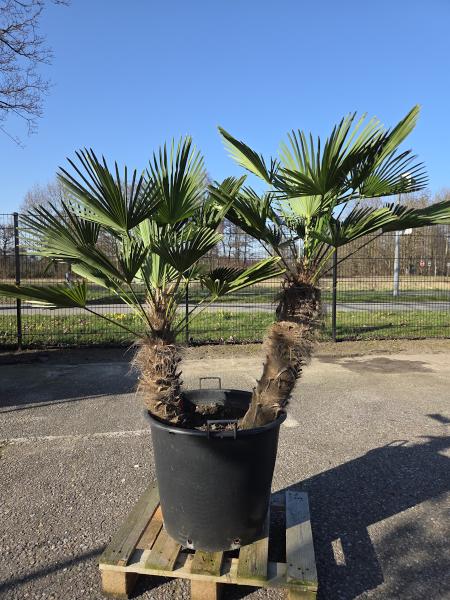 Hanfpalme-Trachycarpus-Wagnerianus-8