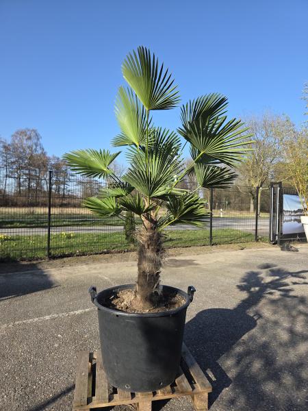 Hanfpalme-Trachycarpus-Wagnerianus-10