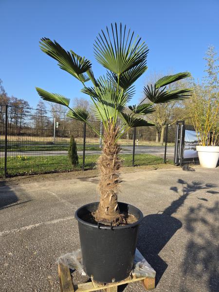 Hanfpalme-Trachycarpus-Wagnerianus-11