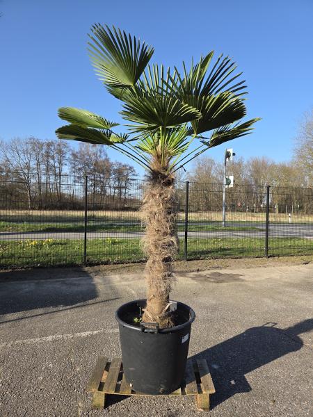 Hanfpalme-Trachycarpus-Wagnerianus-14