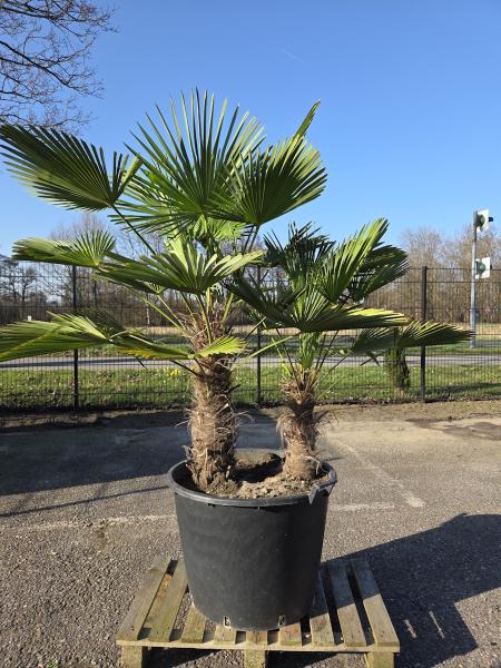 Hanfpalme-Trachycarpus-Wagnerianus-15
