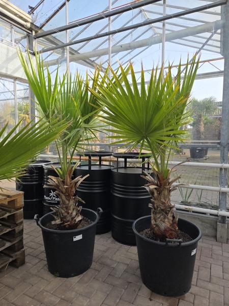 Washingtonia Priesterpalme 180/200 cm.