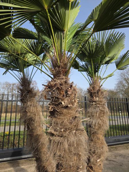 Winterharte Hanfpalme Trachycarpus - Wagnerianus 250 cm ↑ genau diesen im Bild ↑ Nr.17