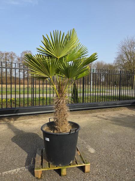 Hanfpalme-Trachycarpus-Wagnerianus-18