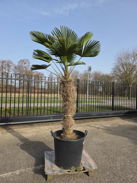 Hanfpalme-Trachycarpus-Wagnerianus-19