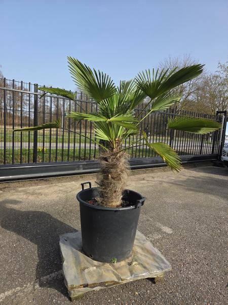 Hanfpalme-Trachycarpus-Wagnerianus-20