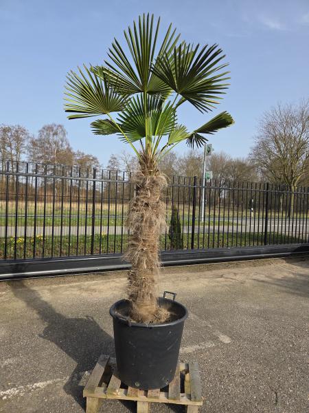 Hanfpalme-Trachycarpus-Wagnerianus-21