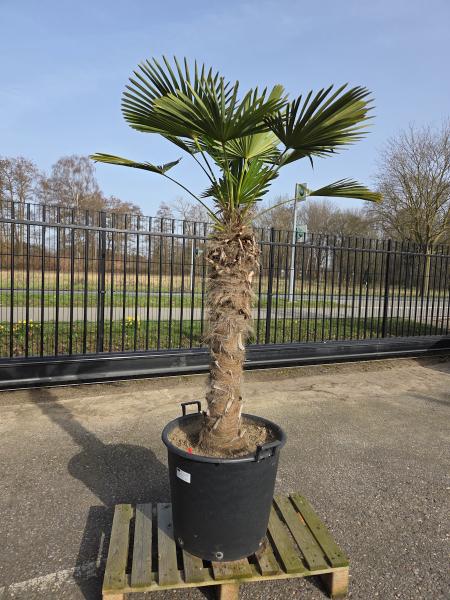 Hanfpalme-Trachycarpus-Wagnerianus-22