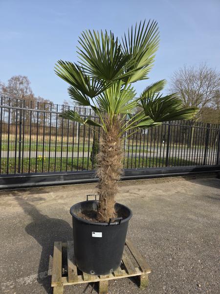 Hanfpalme-Trachycarpus-Wagnerianus-25