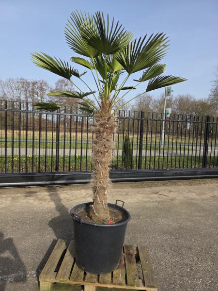 Hanfpalme-Trachycarpus-Wagnerianus-27